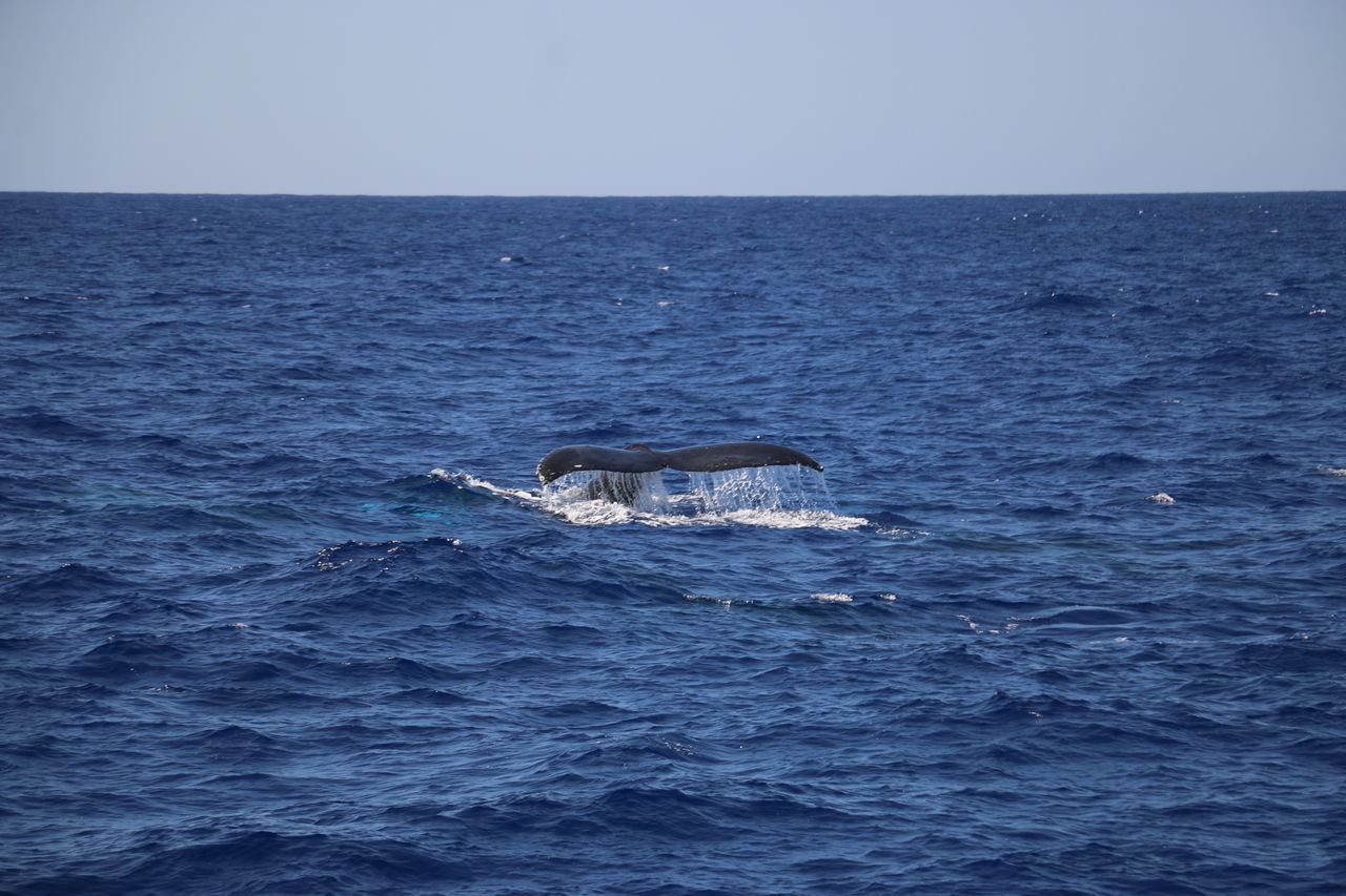 sea, water, horizon, sky, horizon over water, whale, waterfront, aquatic mammal, animal, no people, animal themes, beauty in nature, one animal, animals in the wild, mammal, nature, scenics - nature, blue, marine, outdoors, humpback whale, tail fin