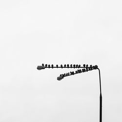 Low angle view of bird perching on cable against clear sky