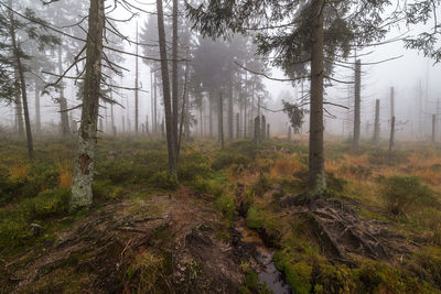 Pine trees in forest against sky