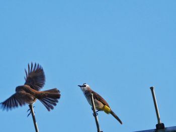 Low angle view of birds flying against clear blue sky