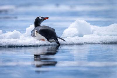 Gentoo penguin lies on ice turning head