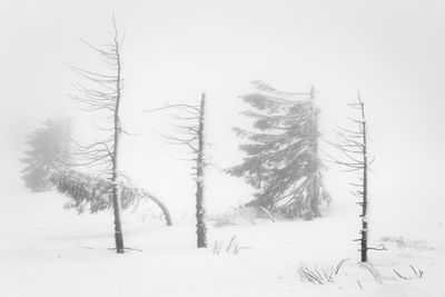 Trees on snow covered field against sky