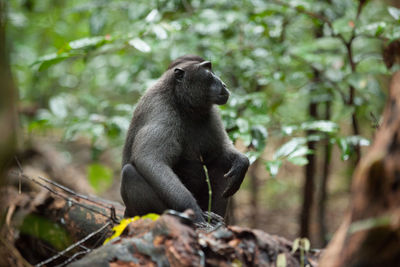 Monkey on a forest