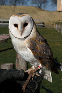 Close-up of owl perching on metal