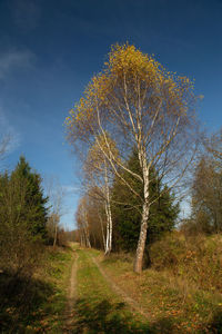 Trees growing on field against sky