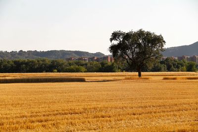 Scenic view of field against clear sky