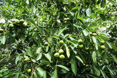 Close-up of fruits growing on tree