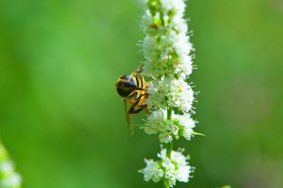 Close-up of honey bee pollinating on white flower