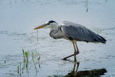 High angle view of gray heron by lake