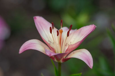 Close-up of pink lily