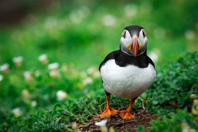 Close-up of puffin on field
