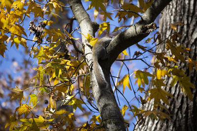 Low angle view of bird on tree branch