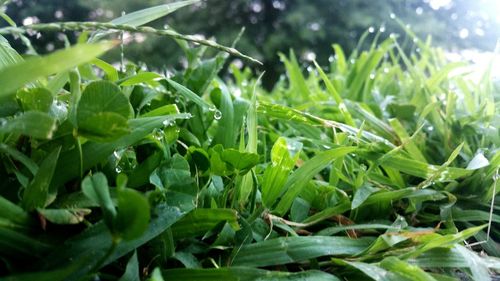 Close-up of leaves