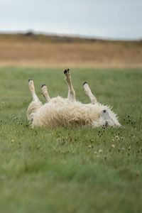 High angle view of a duck in a field