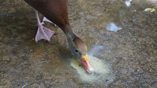 Close up of egyptian ducks head drinking 