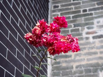 Close-up of red flowers