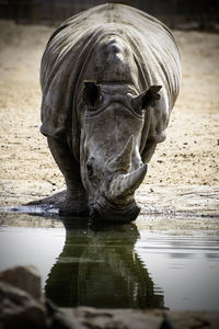 Close-up of rhinoceros drinking water