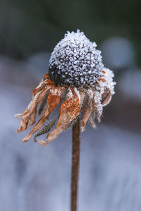 Close-up of frozen plant