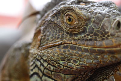 Close-up photo of a lizard