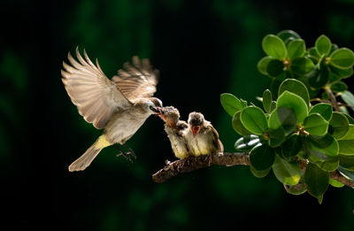 Yellow-vented bulbul