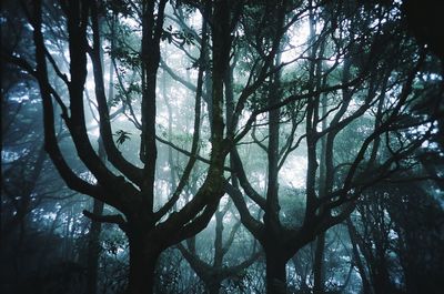 Low angle view of trees
