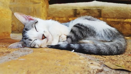 Close-up of cat sleeping