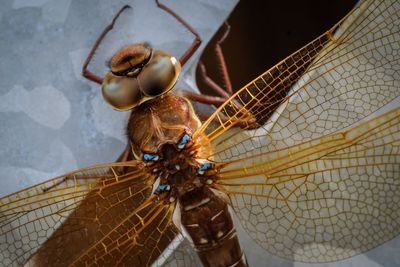 Macro shot of dragonfly