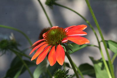 Close-up of orange flower