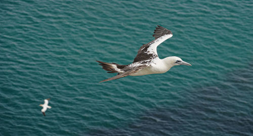 Close up of flying gliding large white sea-bird gannet with a huge wingspan over blue sky and ocean 