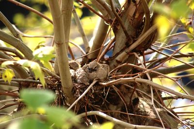 Bird perching on tree