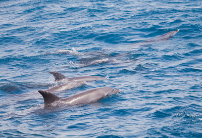 View of whale swimming in sea