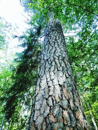 Low angle view of trees in forest against sky