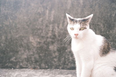 Portrait of cat sitting outdoors