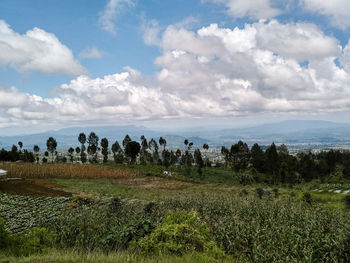 Scenic view of field against sky