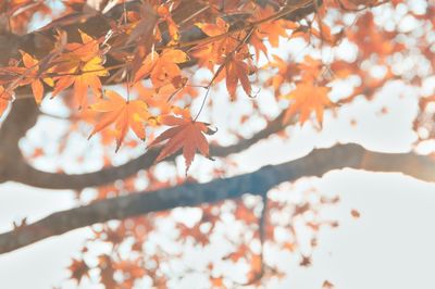 Low angle view of maple tree