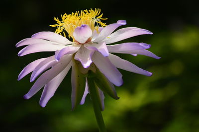 Close-up of purple flowering plant