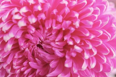 Close-up of pink dahlia