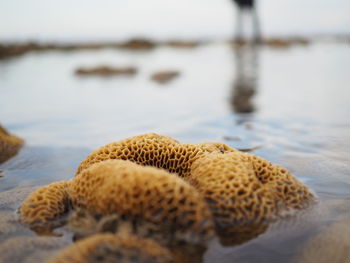 Close-up of coral reef at beach