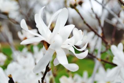 Close-up of white flowering plant