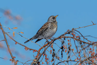 Low angle view of bird perching on tree against sky