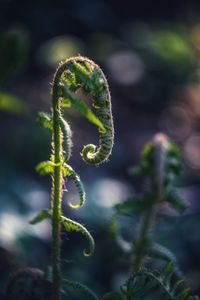 Close-up of fern