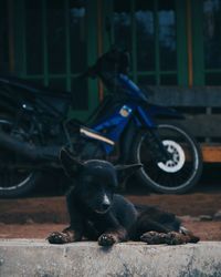 Portrait of black dog sitting in car