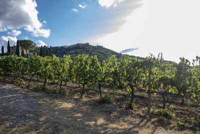 Scenic view of vineyard against sky