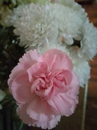 Close-up of pink dahlia