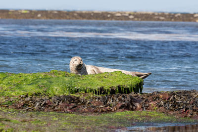 Scenic view of seal in front of sea