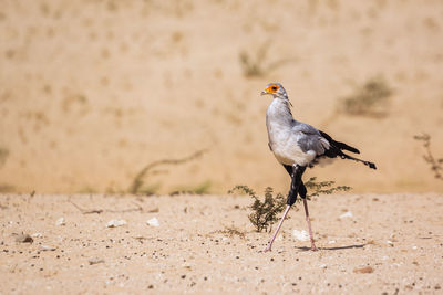 Close-up of bird perching on a sand