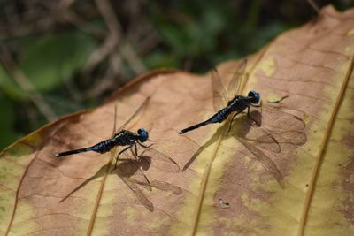 Close-up of damselfly on leaf