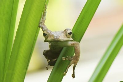 Close-up of lizard on plant