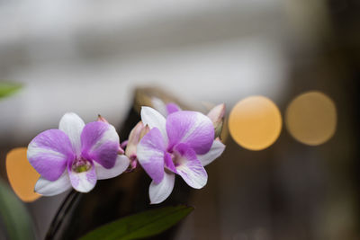 Close-up of pink flowering plant