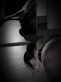 Close-up of dog sitting on floor